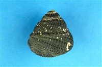 藏品(黑鐘螺)的圖片